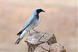 Black-faced Cuckooshrike